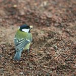 Close-up of a great tit bird on pebbly ground, showcasing natural wildlife.